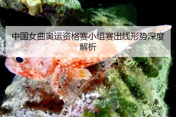 zhong-guo-nv-qu-ao-yun-zi-ge-sai-xiao-zu-sai-chu-xian-xing-shi-shen-du-jie-xi-3-302.jpg